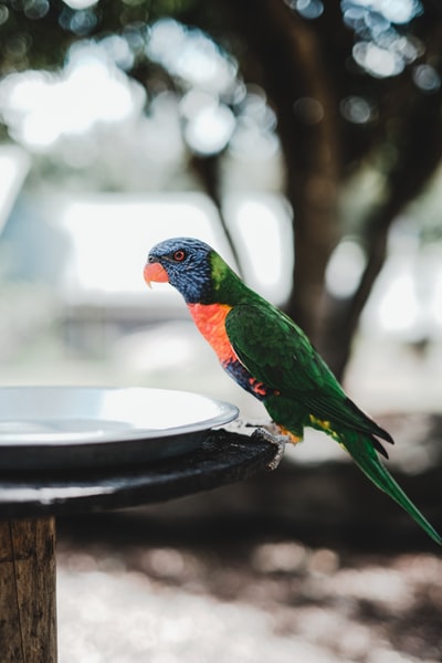 Blue, green and red bird
